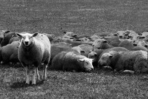 differenziare-negozio-dalla-concorrenza,-pecore-al-pascolo-in-bianco-e-nero,-articolo-blog-COMINshop