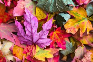 vetrine-autunnali,-foglie-colorate-d'autunno,-articolo-COMINshop